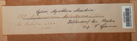 Melampsoridium betulinum image